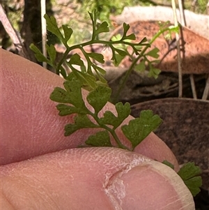 Lindsaea microphylla (Lacy Wedge-fern) at Twelve Mile Peg, NSW by lbradley