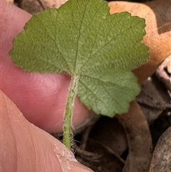 Hydrocotyle hirta (Hairy Pennywort) at Twelve Mile Peg, NSW - 27 Nov 2024 by lbradley