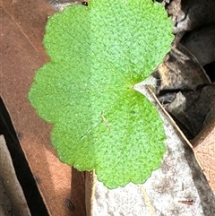 Hydrocotyle hirta at Twelve Mile Peg, NSW - 27 Nov 2024 10:54 AM