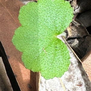 Hydrocotyle hirta at Twelve Mile Peg, NSW - 27 Nov 2024 10:54 AM