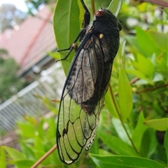 Psaltoda moerens (Redeye cicada) at Hughes, ACT - 28 Nov 2024 by jmcleod