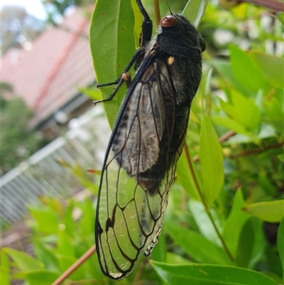 Psaltoda moerens (Redeye cicada) at Hughes, ACT - 28 Nov 2024 by jmcleod