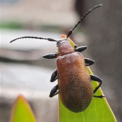 Ecnolagria grandis (Honeybrown beetle) at Weston, ACT - 25 Nov 2024 by jmcleod