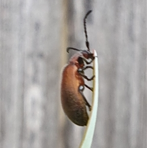 Ecnolagria grandis at Weston, ACT - suppressed