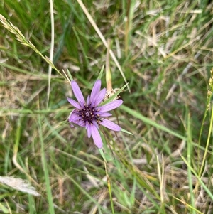 Tragopogon porrifolius subsp. porrifolius (Salsify, Oyster Plant) at Gordon, ACT by GG