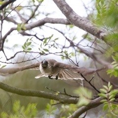 Philemon corniculatus (Noisy Friarbird) at Higgins, ACT - 27 Nov 2024 by AlisonMilton