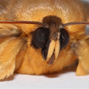 Dasypodia selenophora (Southern old lady moth) at Lawson, ACT by TimL