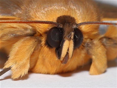 Dasypodia selenophora (Southern old lady moth) at Lawson, ACT - 14 Nov 2024 by TimL