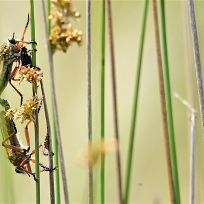 Asilidae (family) at Throsby, ACT - 27 Nov 2024 by Thurstan