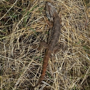 Pogona barbata at Ainslie, ACT - 28 Nov 2024