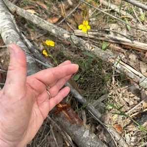 Goodenia bellidifolia at Twelve Mile Peg, NSW - 27 Nov 2024 10:18 AM