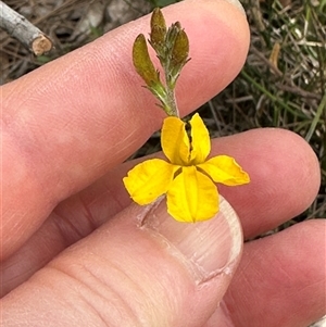 Goodenia bellidifolia at Twelve Mile Peg, NSW - 27 Nov 2024 10:18 AM