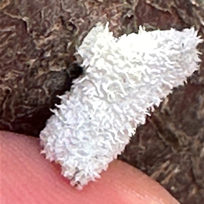 Schizophyllum commune (Split Gill Fungus) at Twelve Mile Peg, NSW - 27 Nov 2024 by lbradley