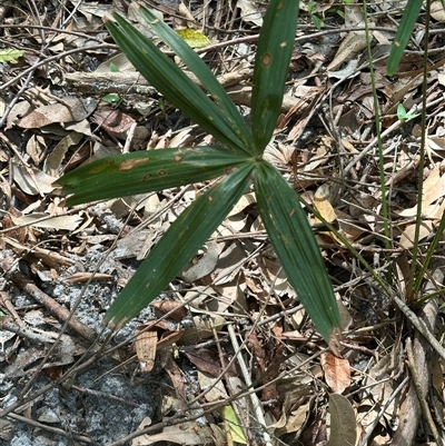 Livistona australis (Australian Cabbage Palm) at Ulladulla, NSW - 28 Nov 2024 by lbradley