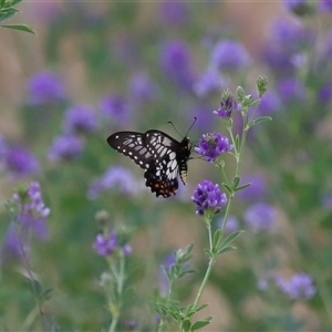 Papilio anactus (Dainty Swallowtail) at Yarralumla, ACT by TimL