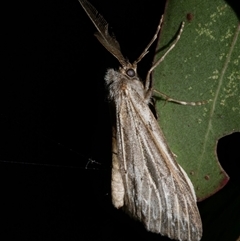 Ciampa arietaria (Brown Pasture Looper Moth) at Freshwater Creek, VIC - 16 May 2020 by WendyEM