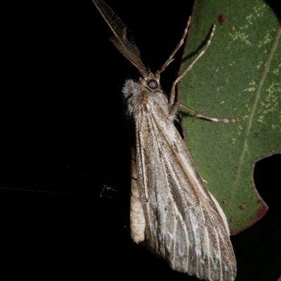 Ciampa arietaria (Brown Pasture Looper Moth) at Freshwater Creek, VIC - 16 May 2020 by WendyEM