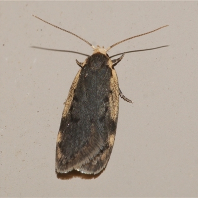 Hoplostega ochroma (a Eulechria Group moth) at Freshwater Creek, VIC - 16 May 2020 by WendyEM