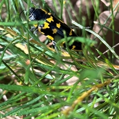 Cyrioides imperialis (Banksia jewel beetle) at Ulladulla, NSW - 27 Nov 2024 by lbradley