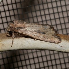 Leucania obumbrata (Lesser Armyworm) at Freshwater Creek, VIC - 16 May 2020 by WendyEM