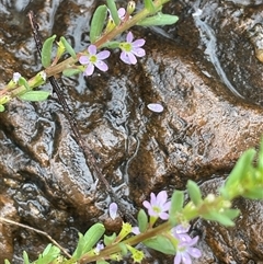 Lythrum hyssopifolia (Small Loosestrife) at Rendezvous Creek, ACT - 27 Nov 2024 by JaneR