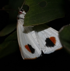 Thalaina selenaea (Orange-rimmed Satin Moth) at Freshwater Creek, VIC - 17 May 2020 by WendyEM