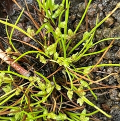 Isolepis gaudichaudiana (Benambra Club-sedge) at Rendezvous Creek, ACT - 27 Nov 2024 by JaneR