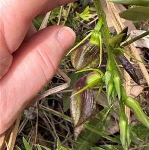 Cryptostylis erecta (Bonnet Orchid) at Ulladulla, NSW by lbradley