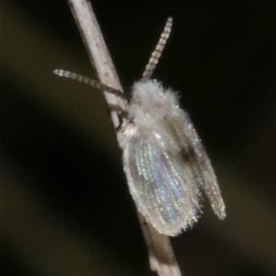 Psychodidae sp. (family) (Moth Fly, Drain Fly) at Freshwater Creek, VIC - 25 May 2020 by WendyEM