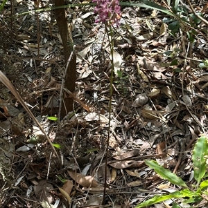 Dipodium variegatum (Blotched Hyacinth Orchid) at Ulladulla, NSW by lbradley