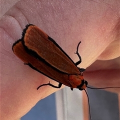 Cyana meyricki (A Tiger moth (Lithosiini) at Ulladulla, NSW - 27 Nov 2024 by lbradley