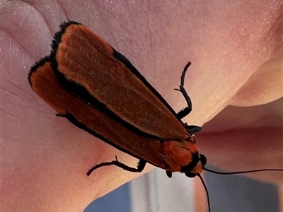 Cyana meyricki (A Tiger moth (Lithosiini) at Ulladulla, NSW - 28 Nov 2024 by lbradley