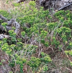 Euphorbia oblongata (Egg-leaf Spurge) at Hall, ACT - 28 Nov 2024 by strigo