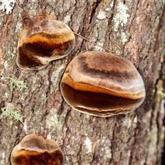 Phellinus sp. (non-resupinate) (A polypore) at Bungonia, NSW - 26 Nov 2024 by AlisonMilton