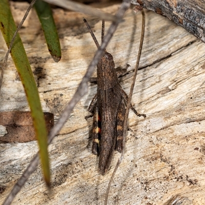 Unidentified Grasshopper (several families) at Bungonia, NSW - 26 Nov 2024 by AlisonMilton