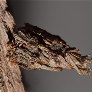 Psychidae - IMMATURE larvae at Jerrabomberra, NSW - 28 Nov 2024 02:52 PM