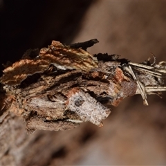 Psychidae - IMMATURE larvae at Jerrabomberra, NSW - 28 Nov 2024 02:52 PM