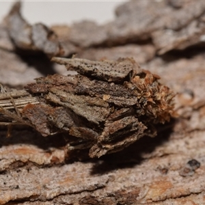 Psychidae - IMMATURE larvae at Jerrabomberra, NSW - 28 Nov 2024 02:52 PM