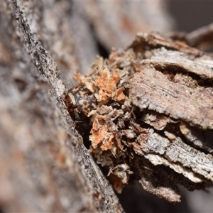 Psychidae - IMMATURE larvae at Jerrabomberra, NSW - 28 Nov 2024 02:52 PM