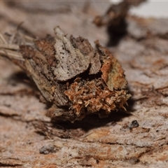 Psychidae - IMMATURE larvae at Jerrabomberra, NSW - 28 Nov 2024 02:52 PM