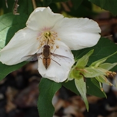 Trichophthalma punctata (Tangle-vein fly) at Murrumbateman, NSW - 27 Nov 2024 by SimoneC