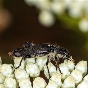 Eleale simplex (Clerid beetle) at Bungonia, NSW by AlisonMilton