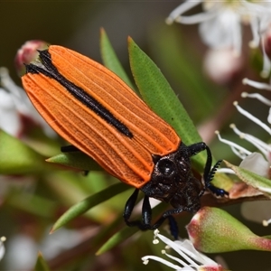 Castiarina nasuta at Jerrabomberra, NSW - 28 Nov 2024