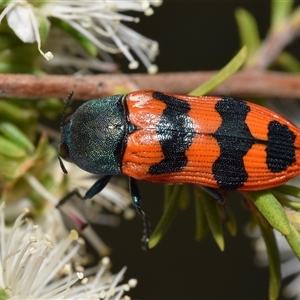 Castiarina crenata at Jerrabomberra, NSW - 28 Nov 2024