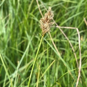 Carex chlorantha (Green-top Sedge) at Braidwood, NSW by JaneR