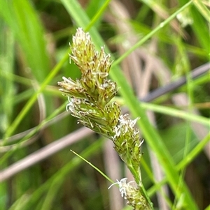 Carex chlorantha (Green-top Sedge) at Rendezvous Creek, ACT by JaneR