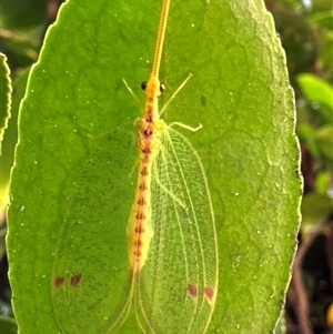 Norfolius howensis at Aranda, ACT - 28 Nov 2024