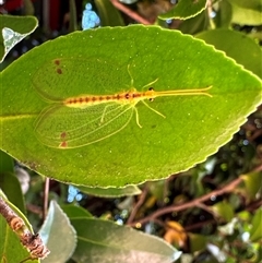 Norfolius howensis at Aranda, ACT - 28 Nov 2024