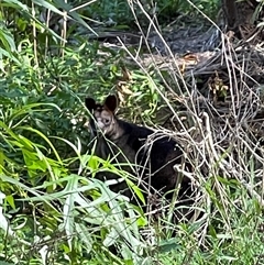 Wallabia bicolor (Swamp Wallaby) at Lindfield, NSW - 26 Nov 2024 by Tasmanianwolf