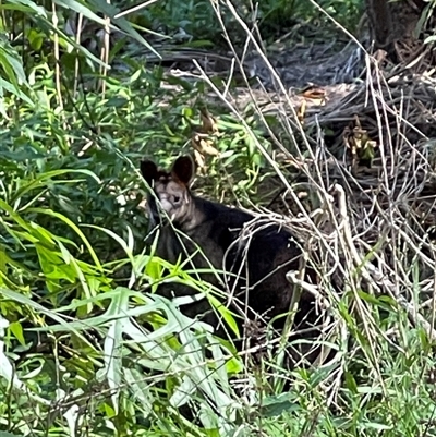 Wallabia bicolor (Swamp Wallaby) at Lindfield, NSW - 26 Nov 2024 by Tasmanianwolf